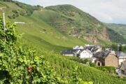 Wijngaarden langs de hellingen langs de Moezel