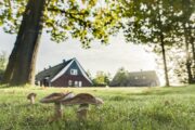 Paddenstoelen in het gras voor de vakantiehuizen bij Hof van Saksen in Drenthe