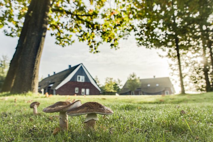 Paddenstoelen in het gras voor de vakantiehuizen bij Hof van Saksen in Drenthe