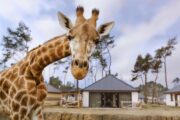 Giraffe bij de vakantiehuizen van de Beekse Bergen
