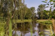 Een rivier met aan weerszijden bomen