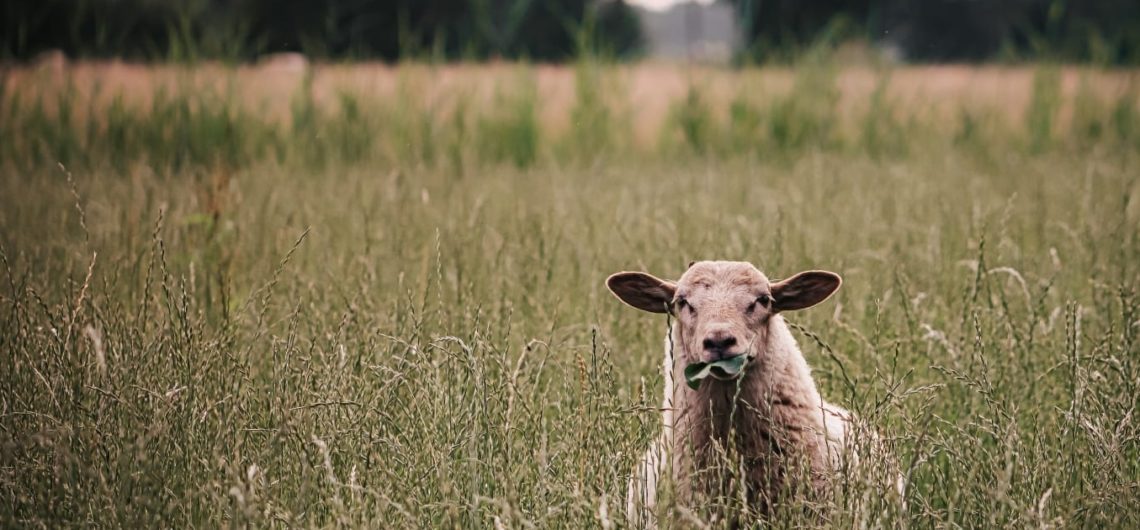 Overnachten tussen de schapen bij Acker lodges in Drenthe
